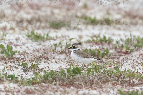 Little ringed plover