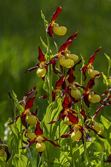 Yellow lady's slipper orchid