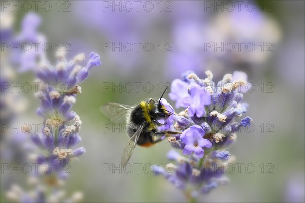 Early bumblebee