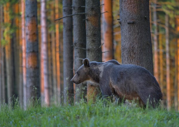 Brown bear