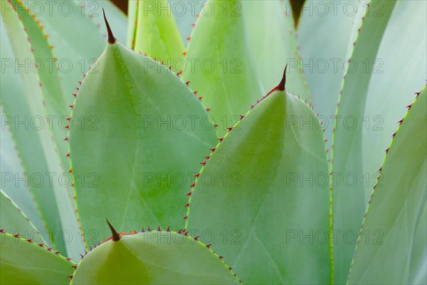 Agave