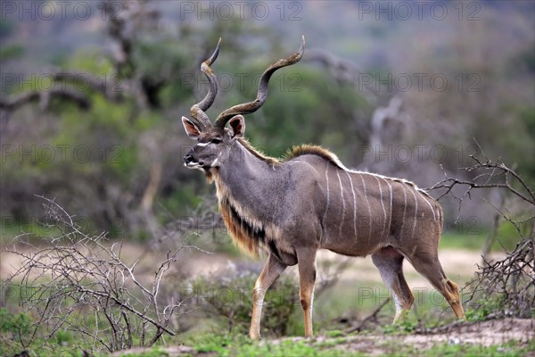 Zambezi greater kudu