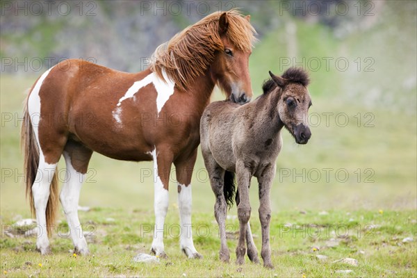 Icelandic mare grooming foal