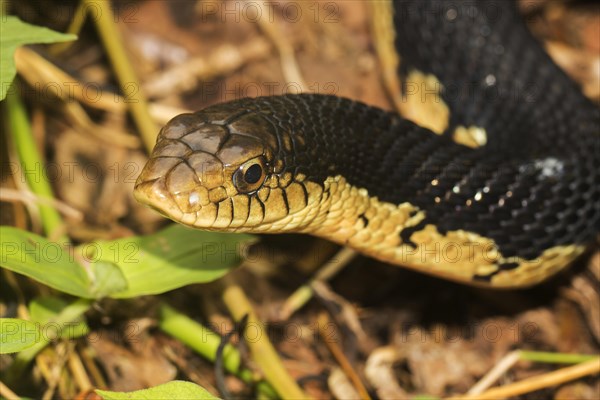 Giant Madagascan Hognose