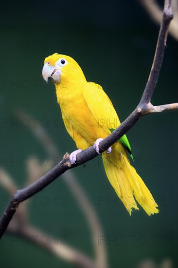 Golden parakeet