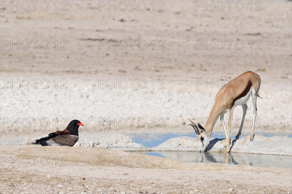 Springbok