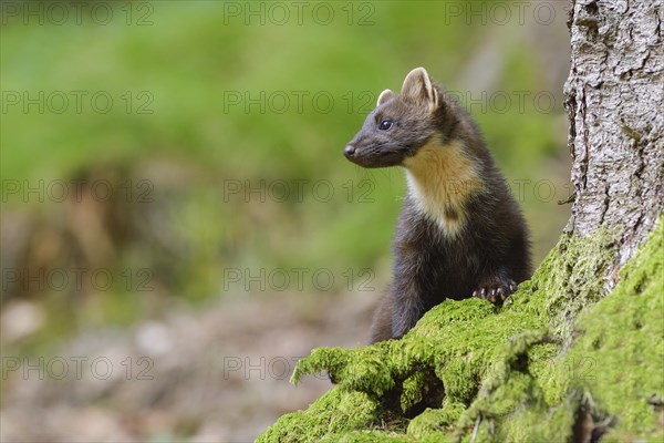 European pine marten