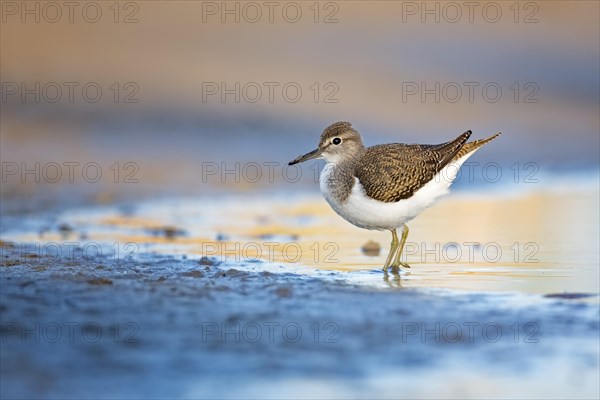 Common sandpiper