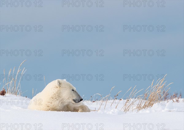 Polar bear