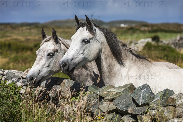Connemara ponies look over stone wall
