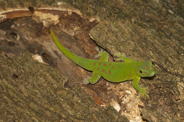 Madagascar giant day gecko