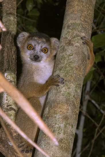 Crowned lemur