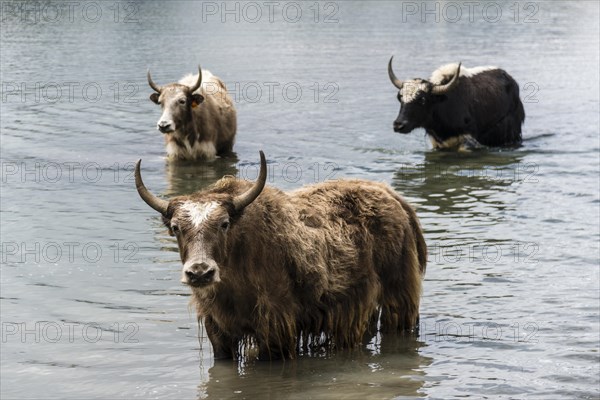 Yaks