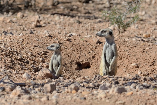 Meerkats