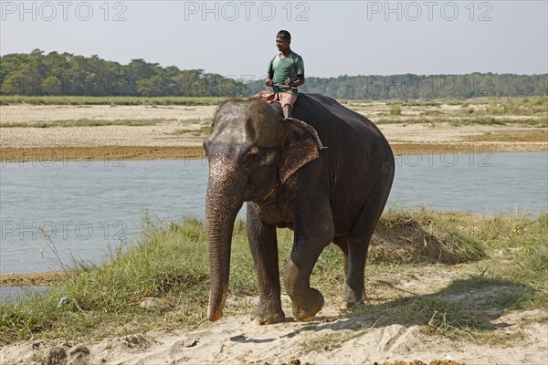 Mahut on a Elephant