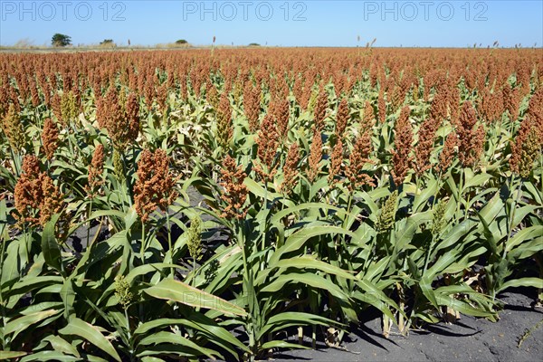 Field of sorghum