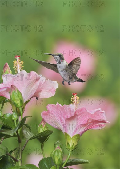 Ruby-throated Hummingbird