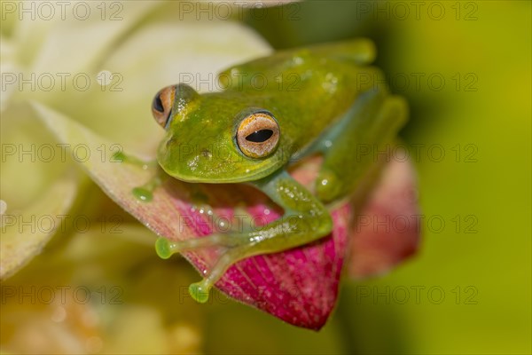 Mantellid frog