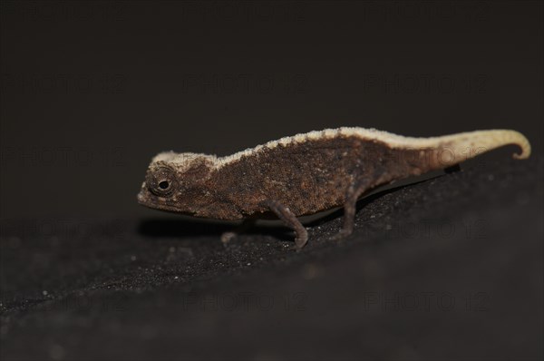 Male dwarf chameleon