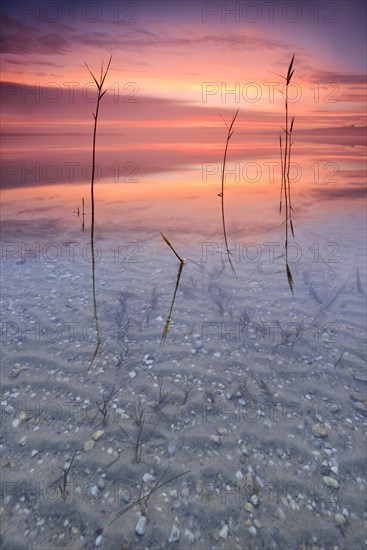 Reeds in lake at sunrise