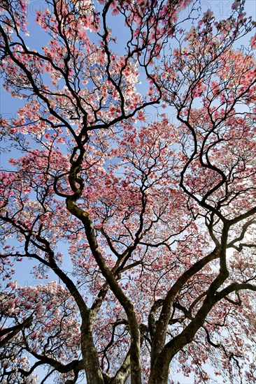 Blooming magnolia