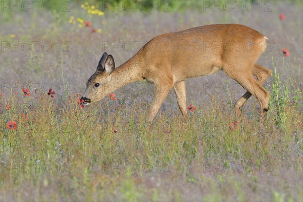 European roe deer