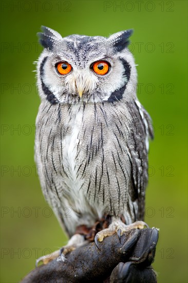 Southern white-faced owl