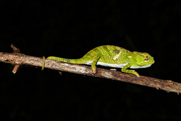 Juvenile male two-horned chameleon