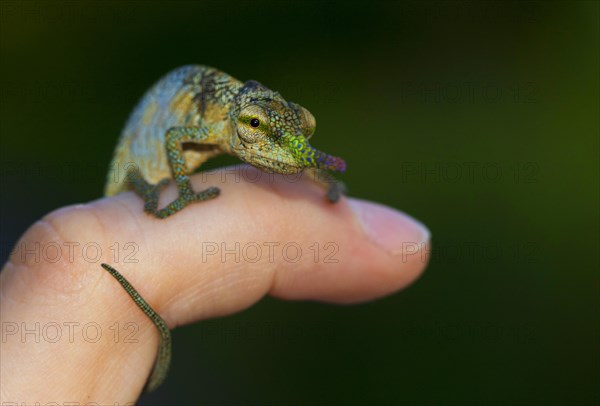 Blade or lance-nosed chameleon