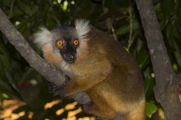 Black lemur