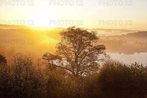 Tree and lake