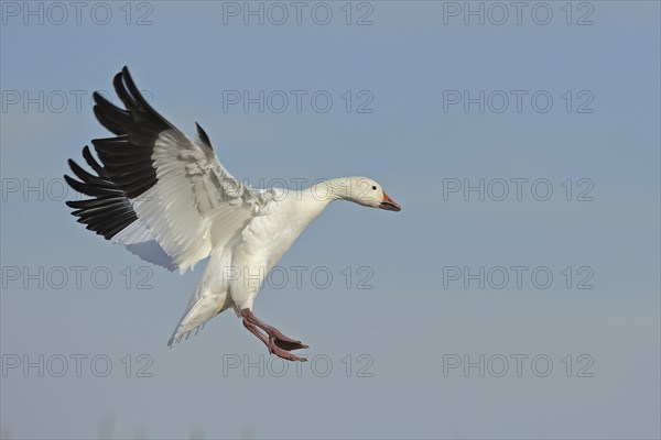 Snow Goose