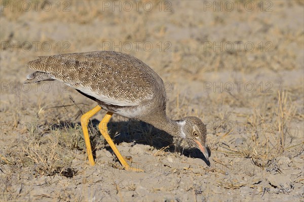 Northern black korhaan