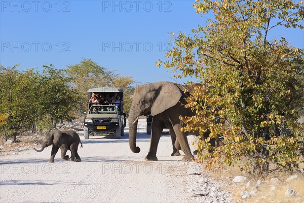 African bush elephants