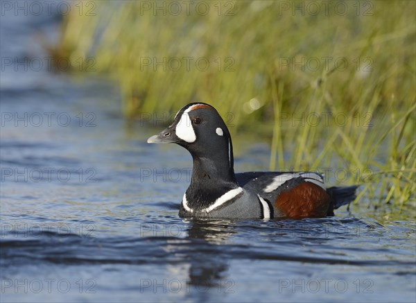 Harlequin duck