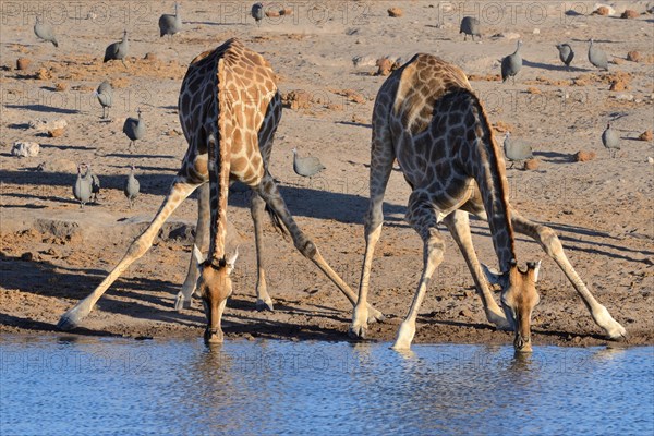 Angolan giraffes