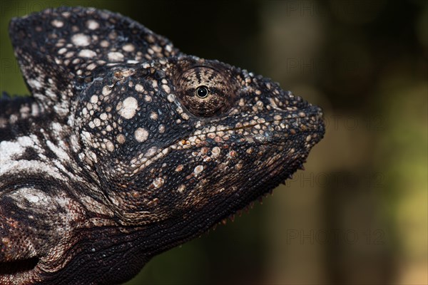 Malagasy giant chameleon