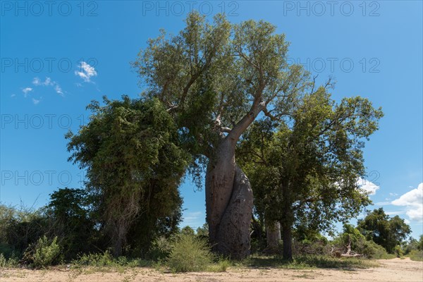 Two intertwined baobabs