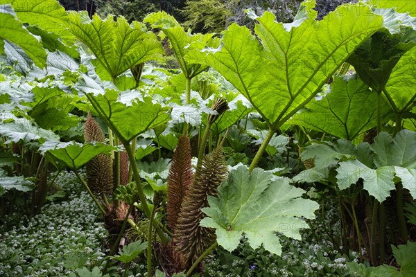 Leaves and flowers of Giant Rhubarb