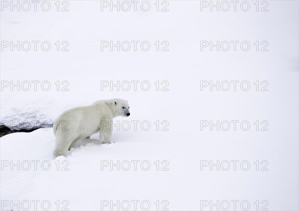 Polar bear