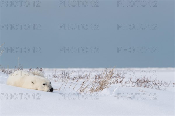 Polar bear