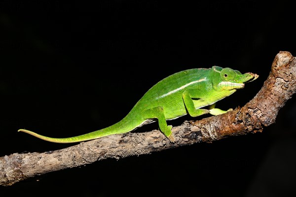 Petter's chameleon