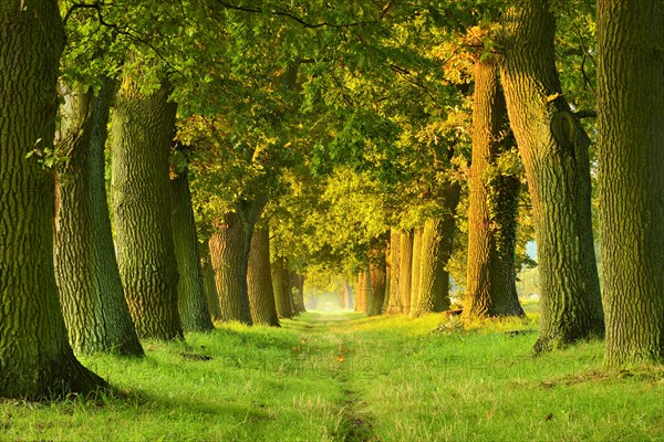 Oak avenue in the morning light