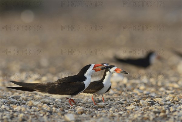 Black skimmer