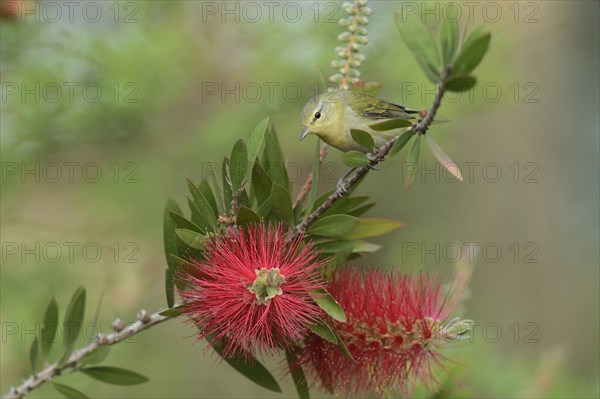 Tennessee Warbler