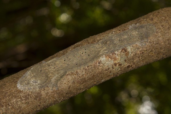 Henkel's leaf-tailed gecko