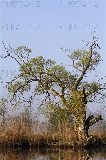 Old willow tree on banks of River Trebel