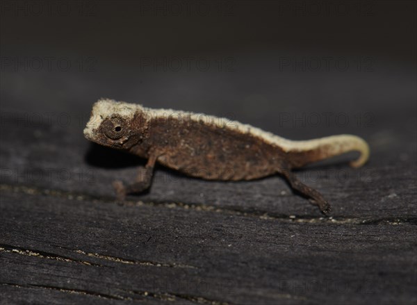 Male dwarf chameleon