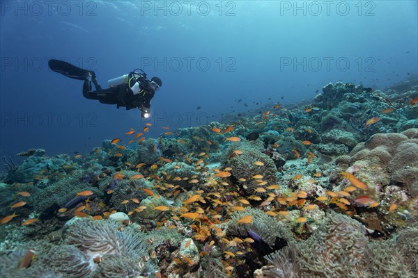 Coral reef with magnificent sea anemones