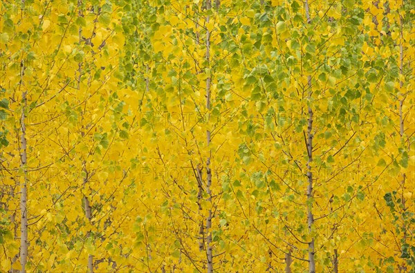 Yellow aspens